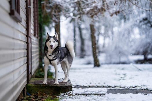 A dog breed Husky stands near the house and looks to me