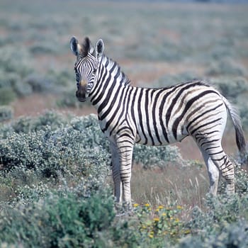 Plains Zebra, (Equus burchellii), Africa, Namibia, Oshikoto, Etosha National Park
