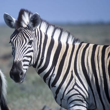 Plains Zebra, (Equus burchellii), Africa, Namibia, Oshikoto, Etosha National Park