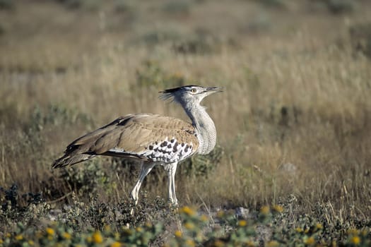 Kori Bustard, (Ardeotis kori), Africa, Namibia, Oshikoto, Etosha National Park