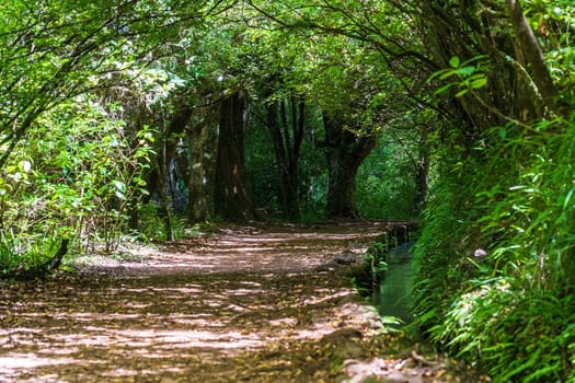 Hiking path in the forest in Levada do Caldeirao Verde Trail, Madeira island, Portugal.
