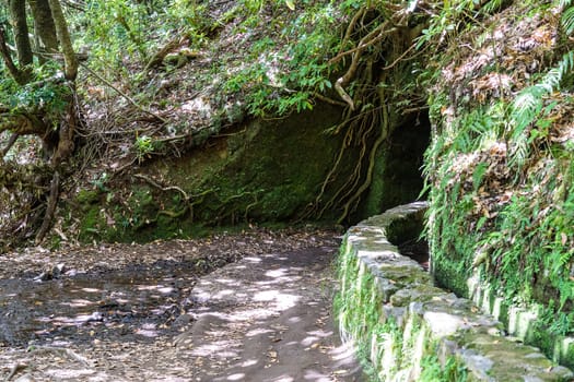Hiking path in the forest in Levada do Caldeirao Verde Trail, Madeira island, Portugal.
