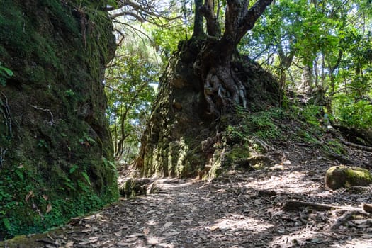 Hiking path in the forest in Levada do Caldeirao Verde Trail, Madeira island, Portugal.