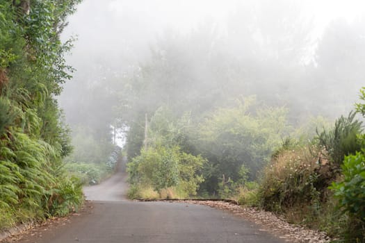 The road between bushes and flowers in Madeira island. Foggy day.