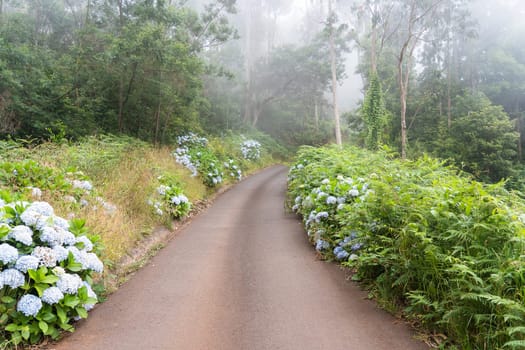 The road between bushes and flowers in Madeira island. Foggy day.