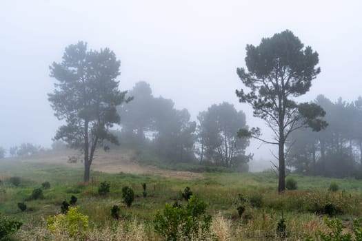 Two pines in field at the evening mist. Madeira island, Portugal.