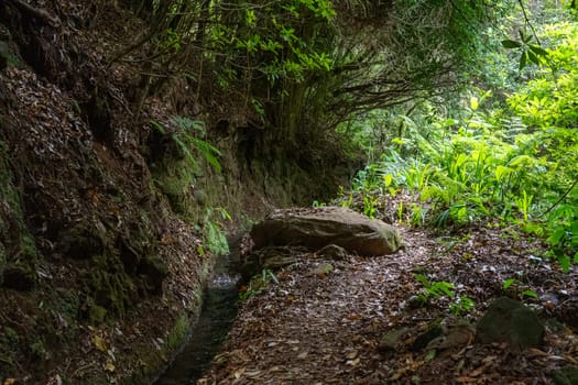 Hiking path in the forest by Levada, Madeira island, Portugal.