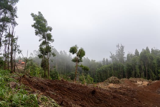 Madeira, Portugal - July 22 2021. Area with fallen trees harvested for commercial use of forest.