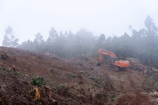 Madeira, Portugal - July 22 2021. Area with fallen trees harvested for commercial use of forest.