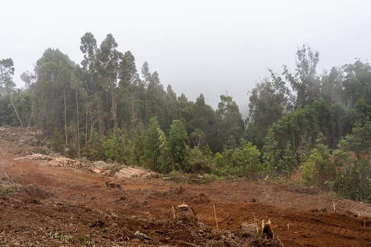 Madeira, Portugal - July 22 2021. Area with fallen trees harvested for commercial use of forest.