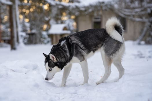 Siberian husky standing in the yard and sniff something