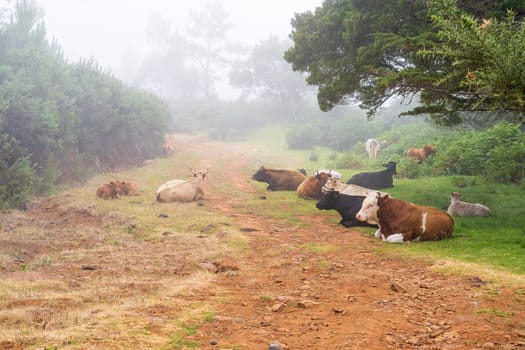 Cows on path on Madeira island. Summertime.