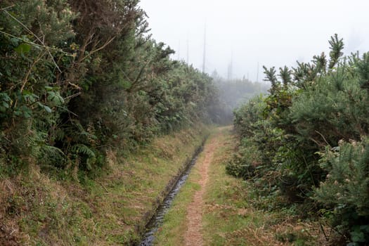 The irrigation canal between junipers and pine trees in Madeira island