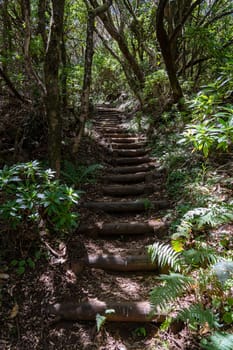 The stairs on hiking path in Madeira island.