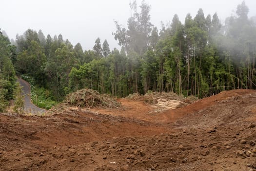 Madeira, Portugal - July 22 2021. Area with fallen trees harvested for commercial use of forest.