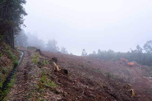 Madeira, Portugal - July 22 2021. Area with fallen trees harvested for commercial use of forest.