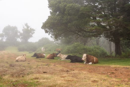 Cows on path on Madeira island. Summertime.