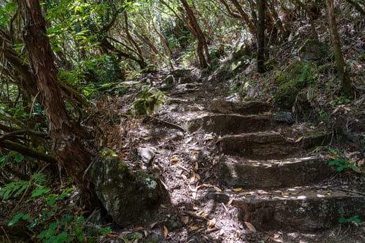 The stairs on hiking path in Madeira island.