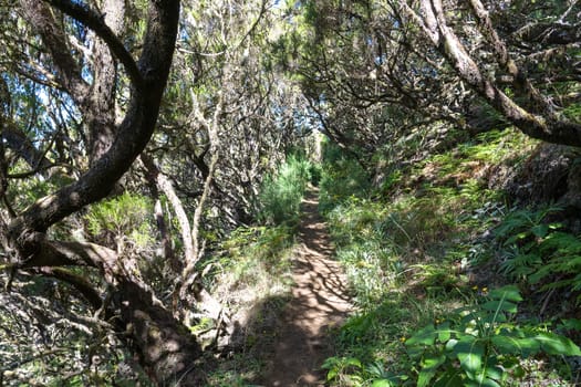 Incredible path in nature of Madeira island, famous for hiking in the mountains.