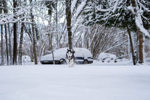 Fast running siberian husky in the yard