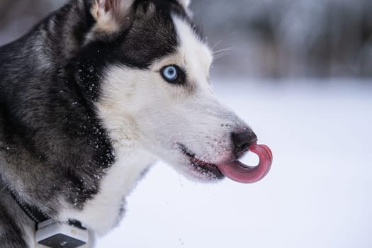 Siberian husky standing in the yard and licking the nose