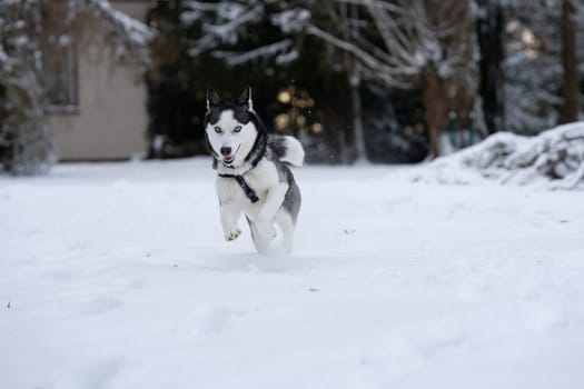 Fast running siberian husky in the yard