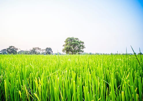 Beautiful scenery of green paddy field with big tree in rural area Thailand .