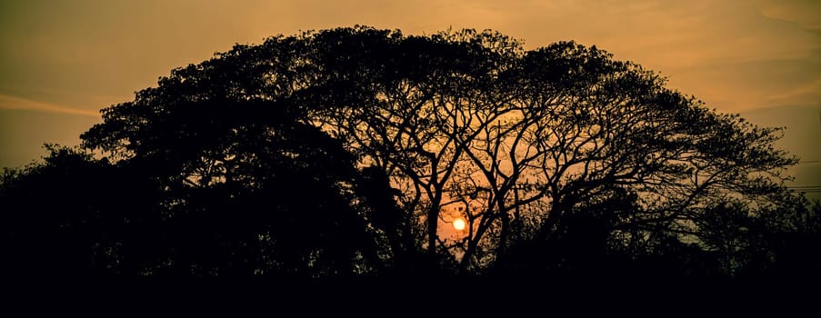 tree silhouette at sunset . Big tree silhouette on sunset background