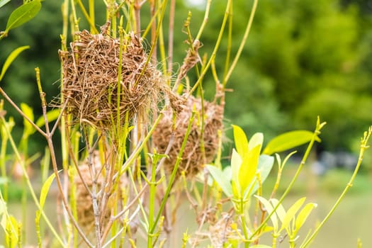 Asian Golden Weaver perching on grass stem in paddy field. Ploceus hypoxanthus bird in tropical forest