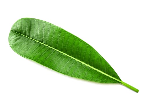 Frangipani leaf isolated on white background, Leaf in tropical zone
