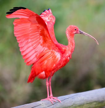 Scarlet Ibis Bird with it's wings outstretched