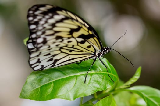 Tree Nymph or Paper Kite Butterfly on a green leaf