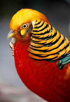 Magnificent male golden pheasant bird with beautiful feathers