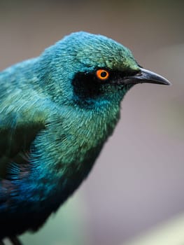 Glossy Starling Bird with staring yellow eyes and beautiful irridescent feathers