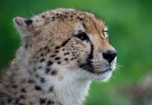 Cheetah Wild Cat Portrait on a soft green background