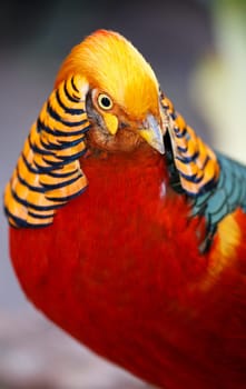 Magnificent male golden pheasant bird with beautiful feathers