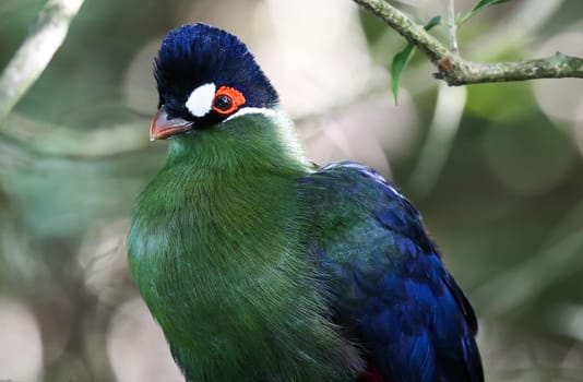 Portrait of a purple crested turaco or loerie bird