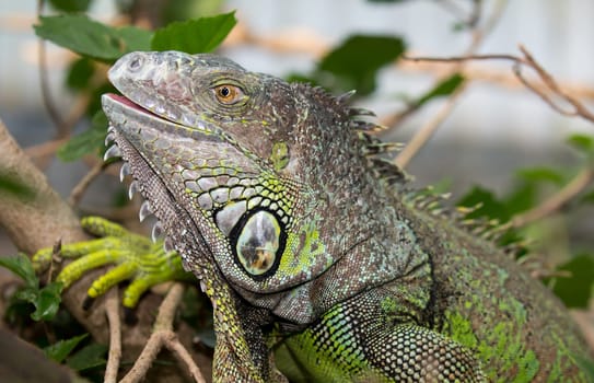 Green Iguana reptile with delicately detailed skin