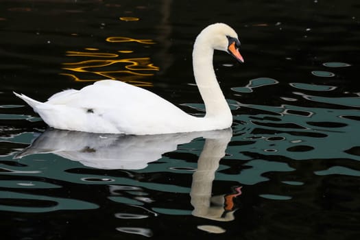 White swan swimming on water with reflection