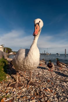 white duck on blue sky as background. Lake Garda, Italy