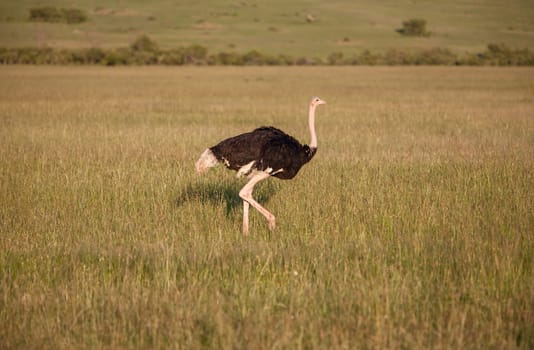 Ostrich  walking on savanna in Africa. Safari in Amboseli, Kenya