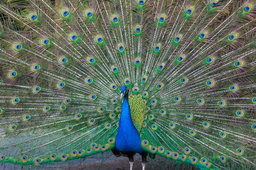 Peacock with beautiful multicolored feathers