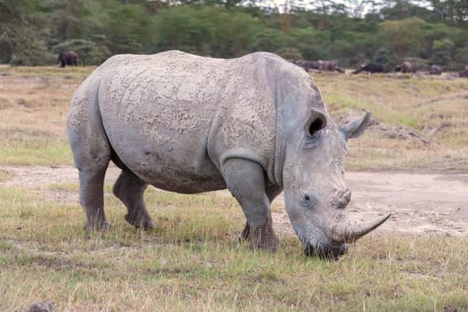 Safari - rhino on the background of savanna