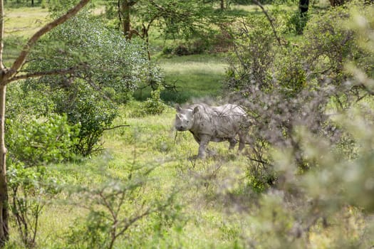 Safari -  white rhino on the background of savanna