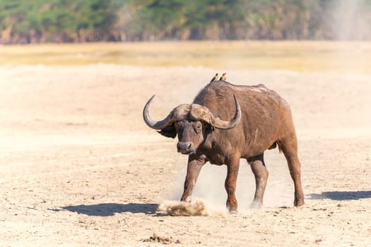 Wild African Buffalo on the background of the earth in Kenya, Africa