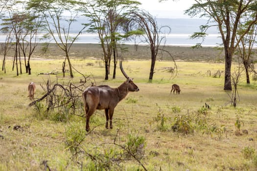 Safari. antelope on a background of green grass