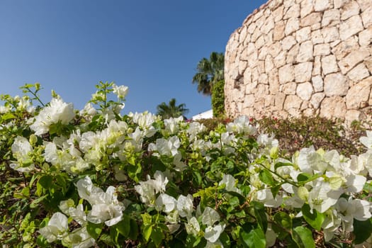 Beauty white bougainvillea  on the background of blue sky, Sharm el Sheikh, Egypt