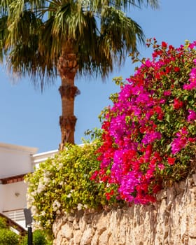 Beauty pink bougainvillea , Sharm el Sheikh, Egypt