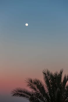 The Full Moon in daylight blue sky and palm. Egypt