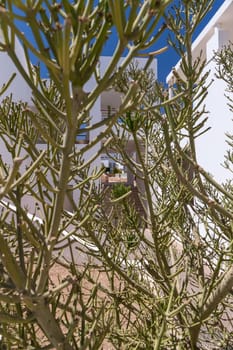 The hotel facade in Egypt with cactus trees